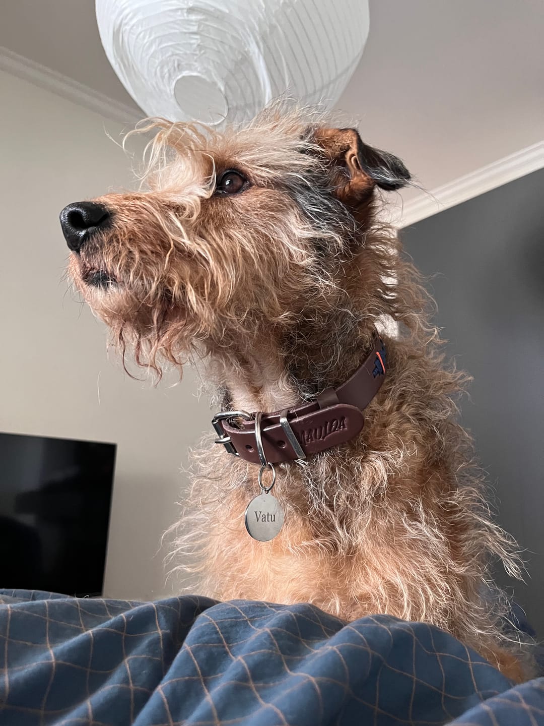 Customer photo review of Collar Toby Marrón/Marrón B28