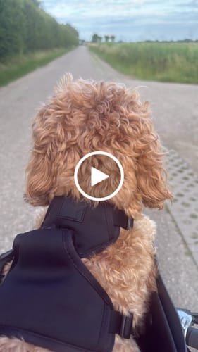 Customer video review of Kvisp Dog Bike Carrier
