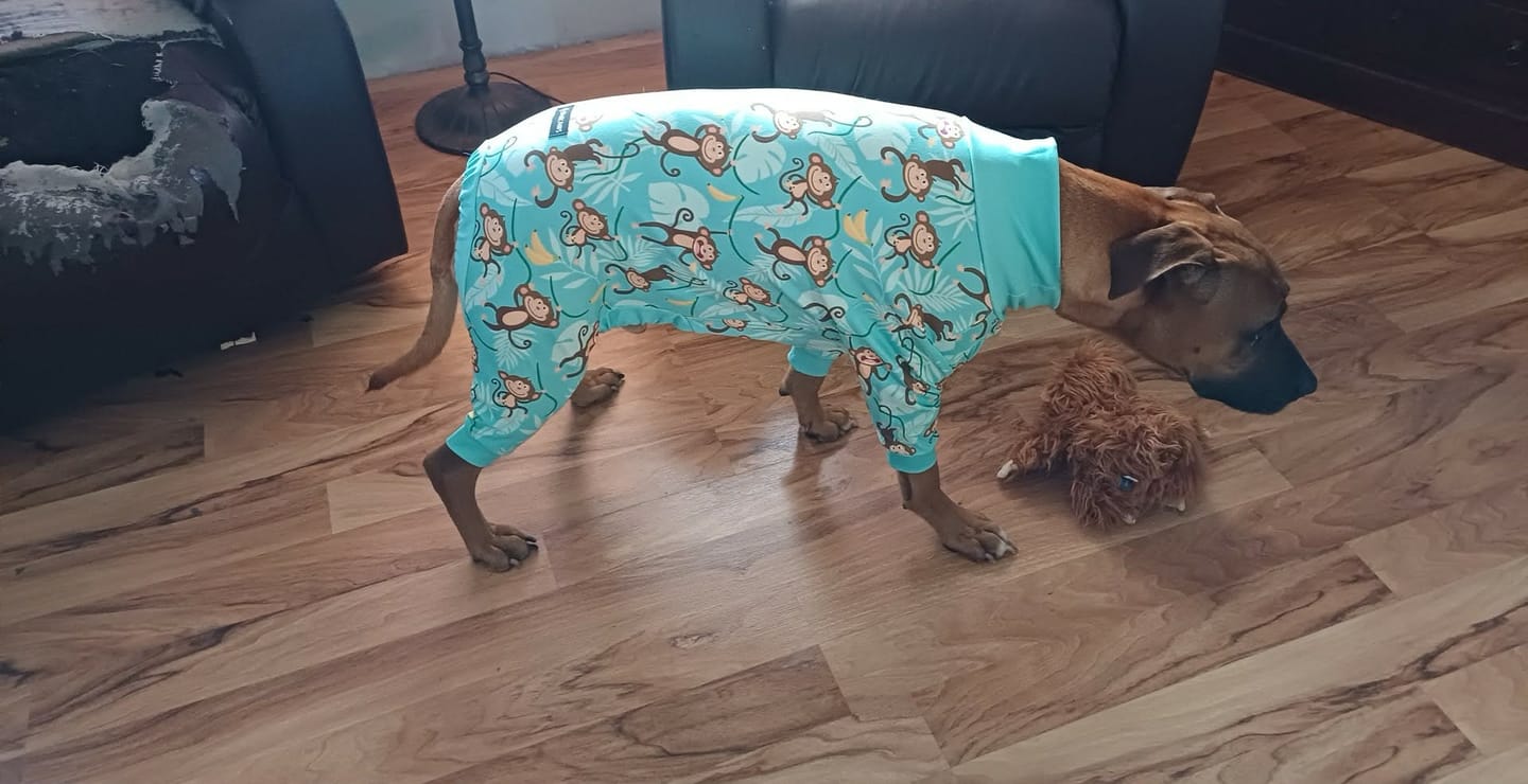 Customer photo review of Dog Pajama - Monkey Business