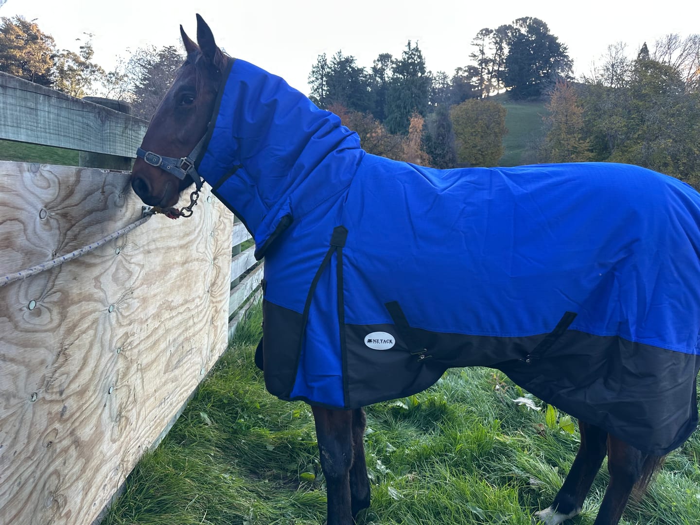 Customer photo review of NZ Tack Duke 1200D Combo