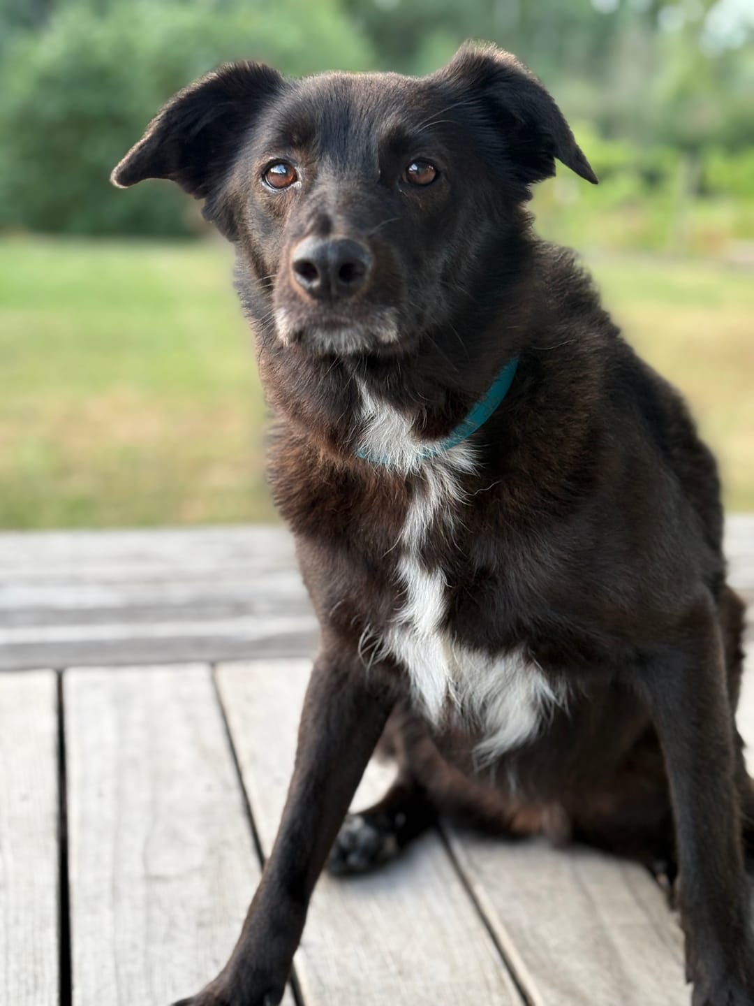 Customer photo review of Collier Chien Personnalisé & Gravé en Biothane®