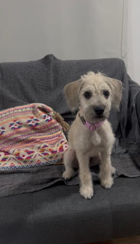 Customer photo review of Collar Remachado Básico (Perro)