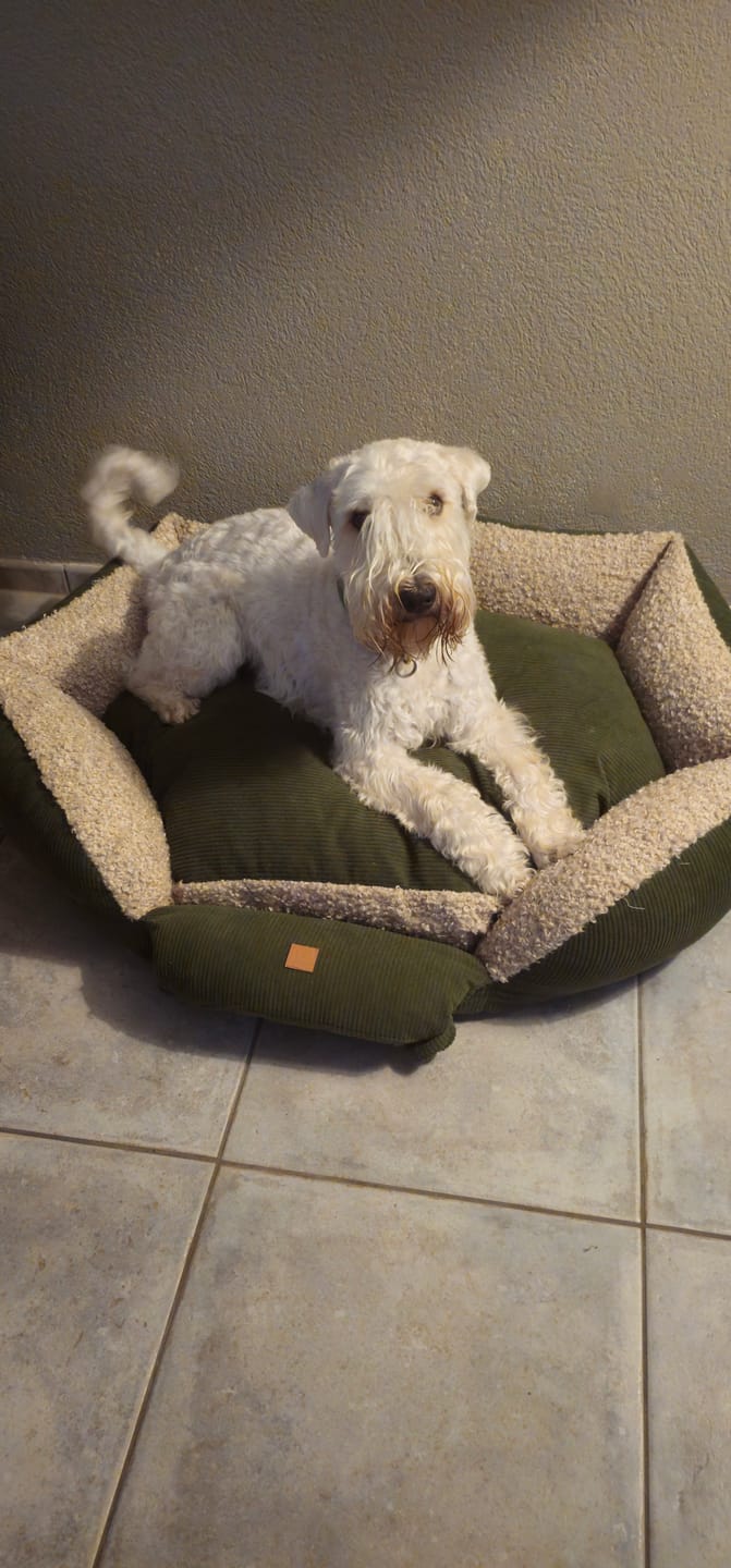 Customer photo review of Ronny Cord Double Face - Luxury Dog Bed