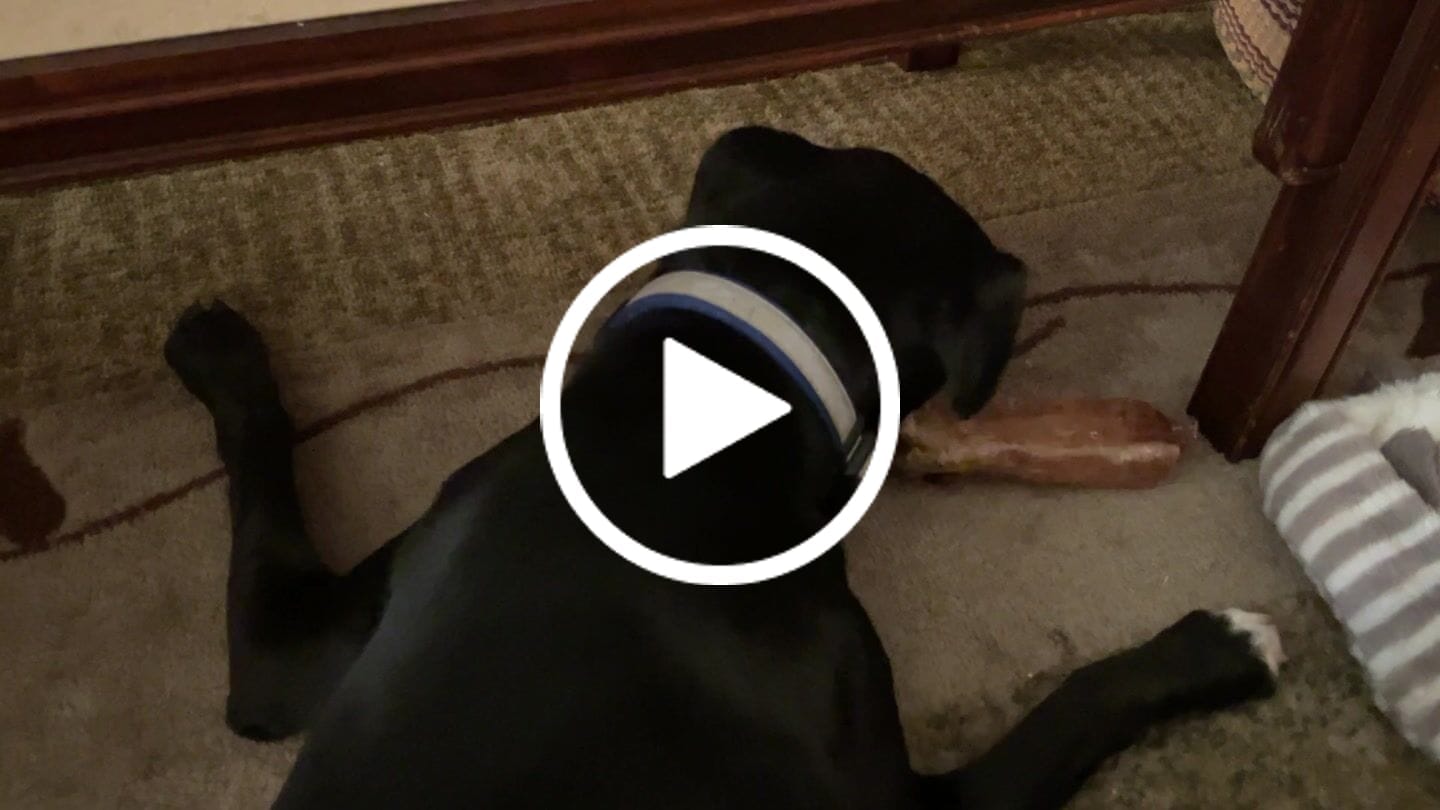 Customer video review of 6 Inch Trachea Wrapped in Jerky