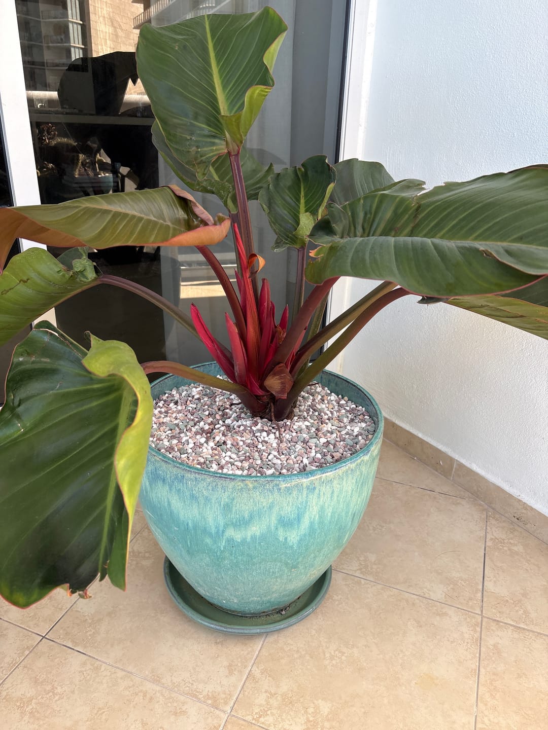 Customer photo review of Philodendron Red Congo, Tropical Forest Plant