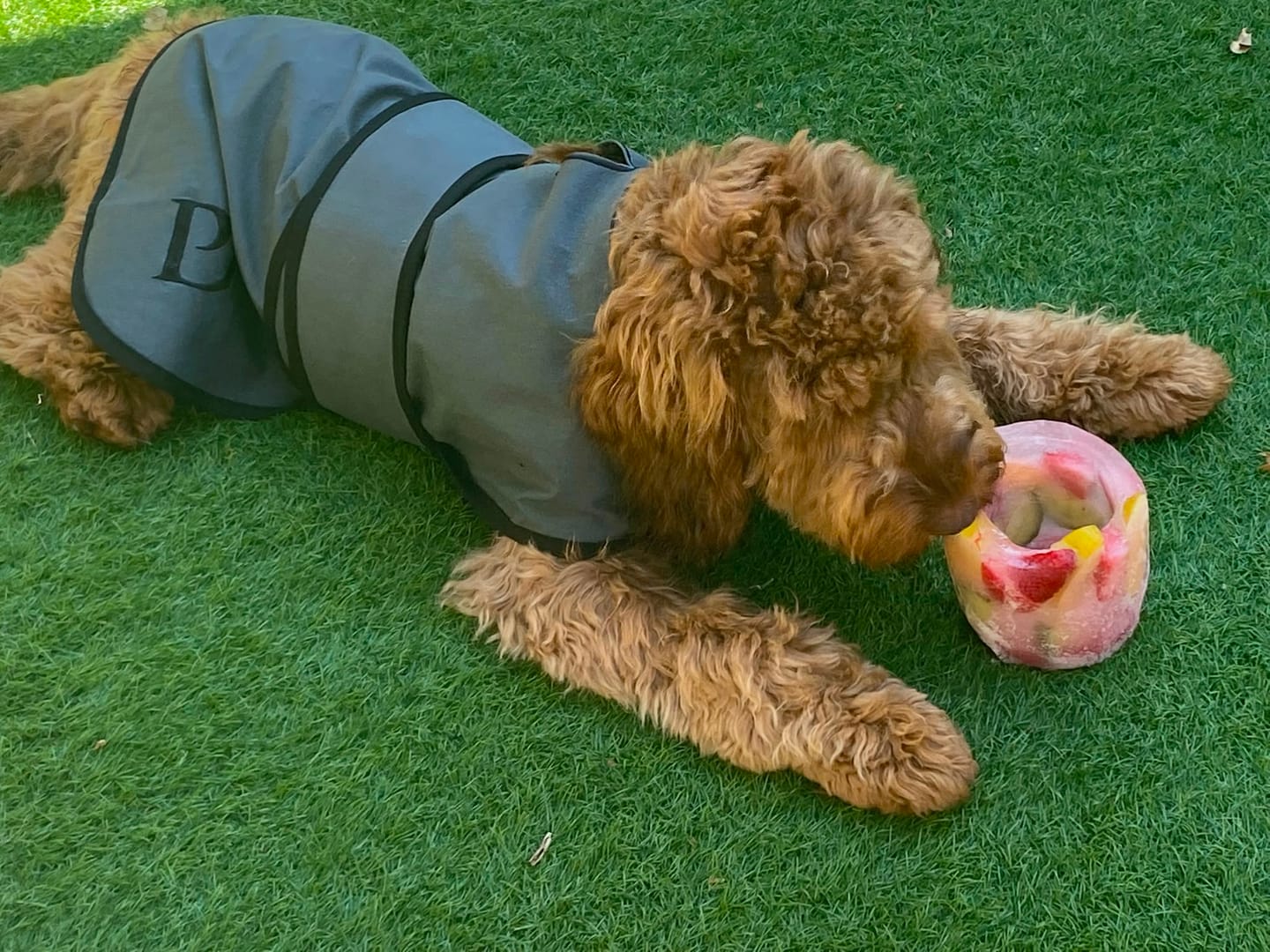 Customer photo review of Luxury Dog Cooling Coat