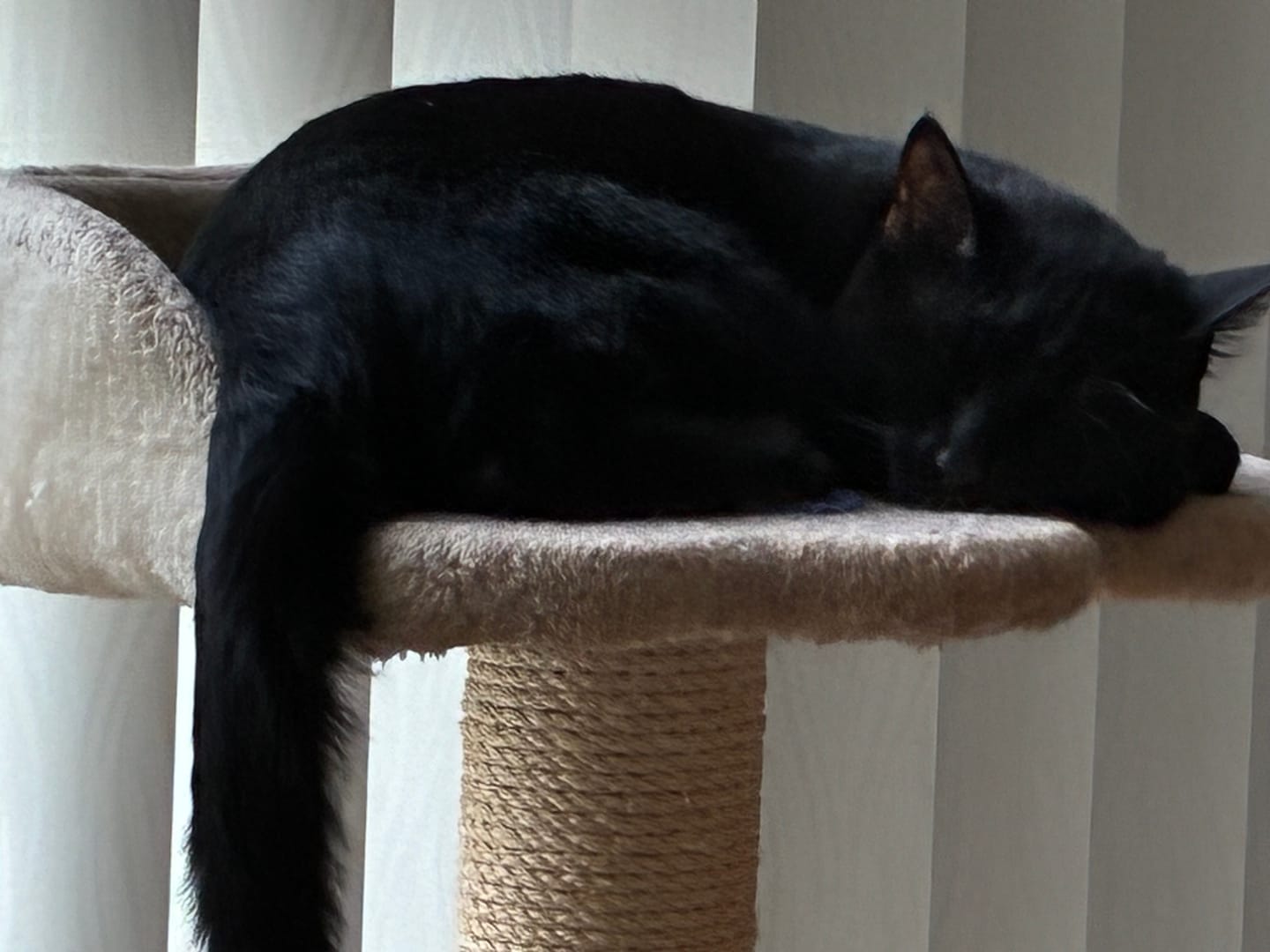 Customer photo review of Cat Gel