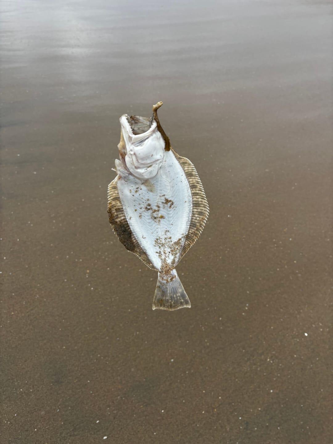 Customer photo review of Dried Lug Worms Surf Bait (3 Pack) FREE Shipping