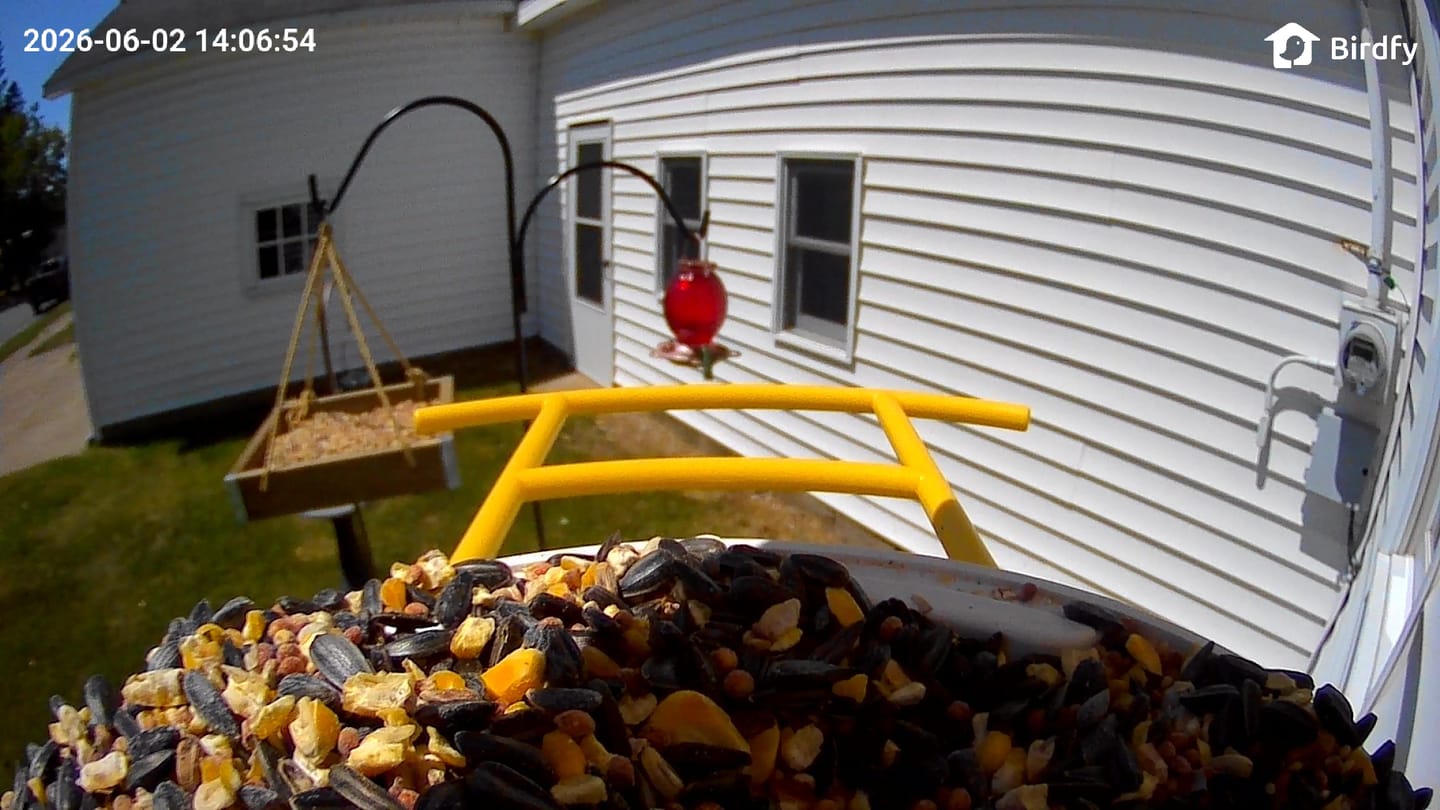 Customer photo review of Birdfy Feeder - AI-Powered Smart Bird Feeder with Camera