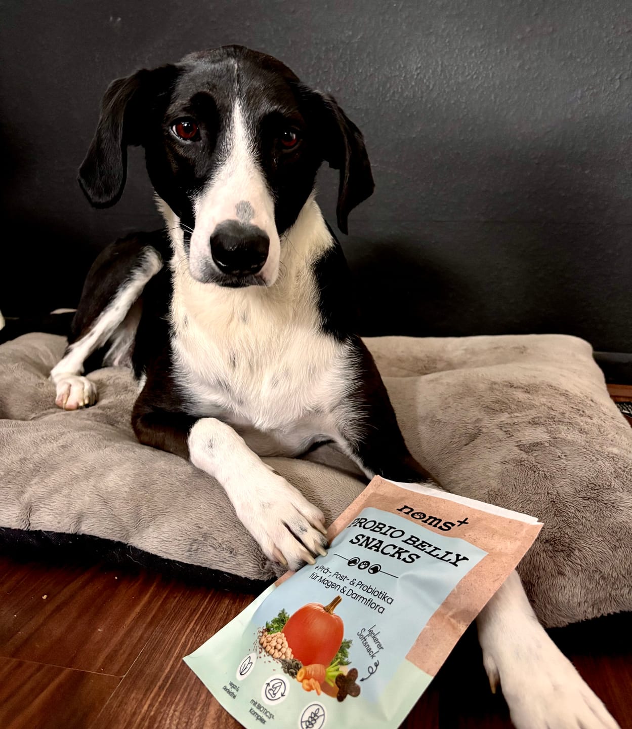 Customer photo review of Bauchwohl-Komplex für Hunde bei Magen-Darm-Beschwerden: hochdosiert & hypoallergen