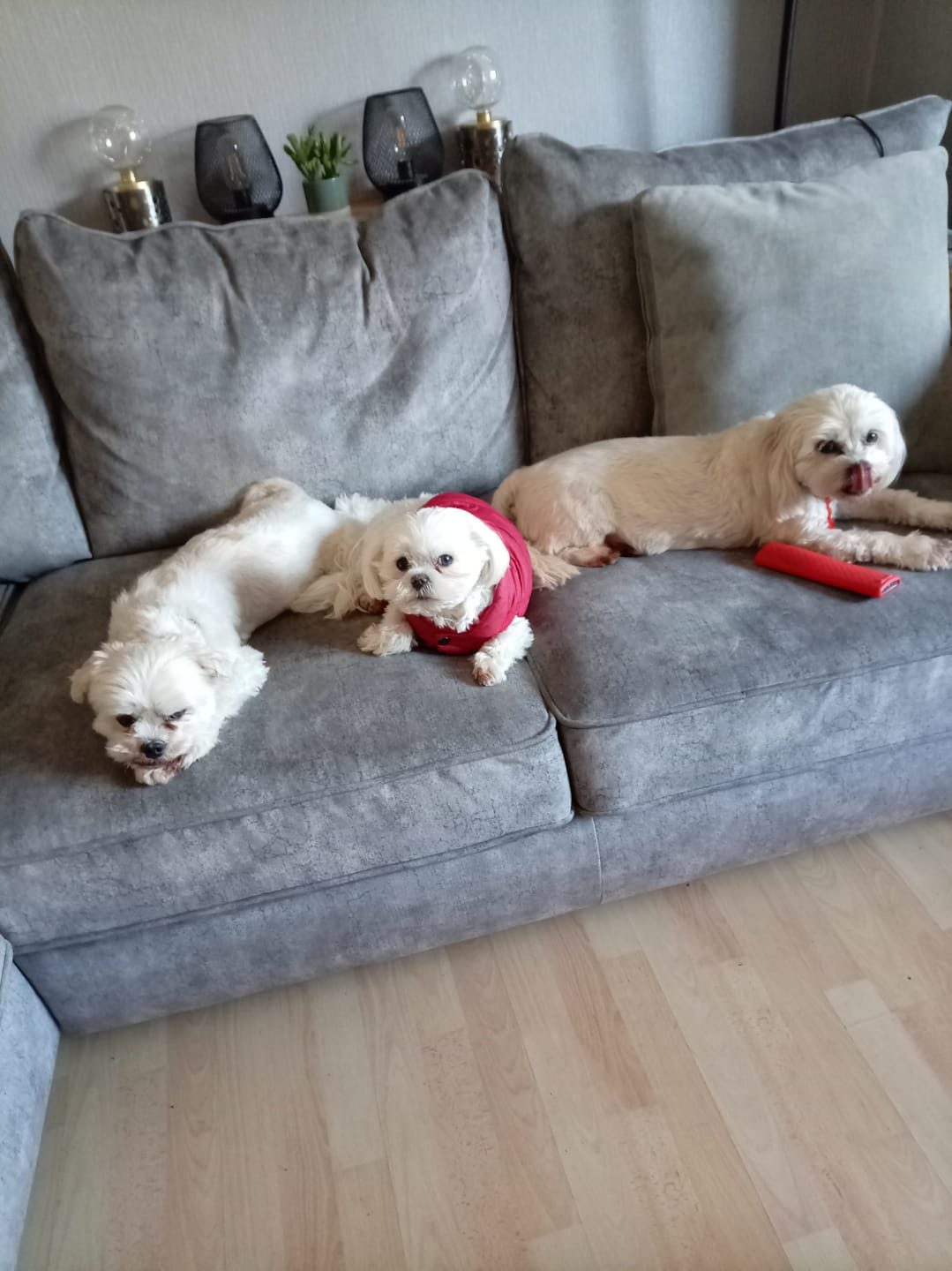 Customer photo review of 100% Natural Plaque Remover for Dogs & Cats (200g)