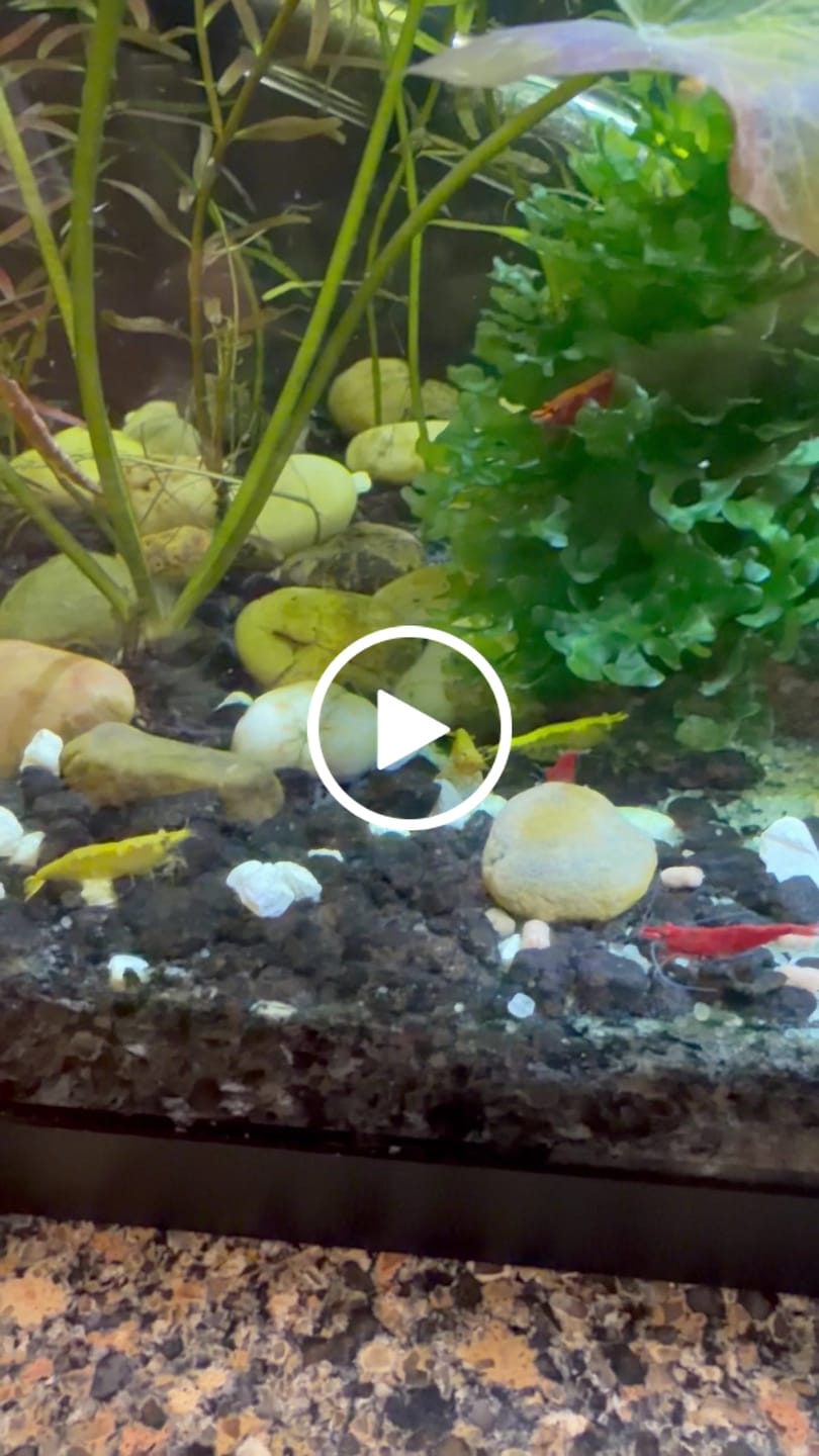 Customer video review of Neon Yellow Shrimp "NEW"