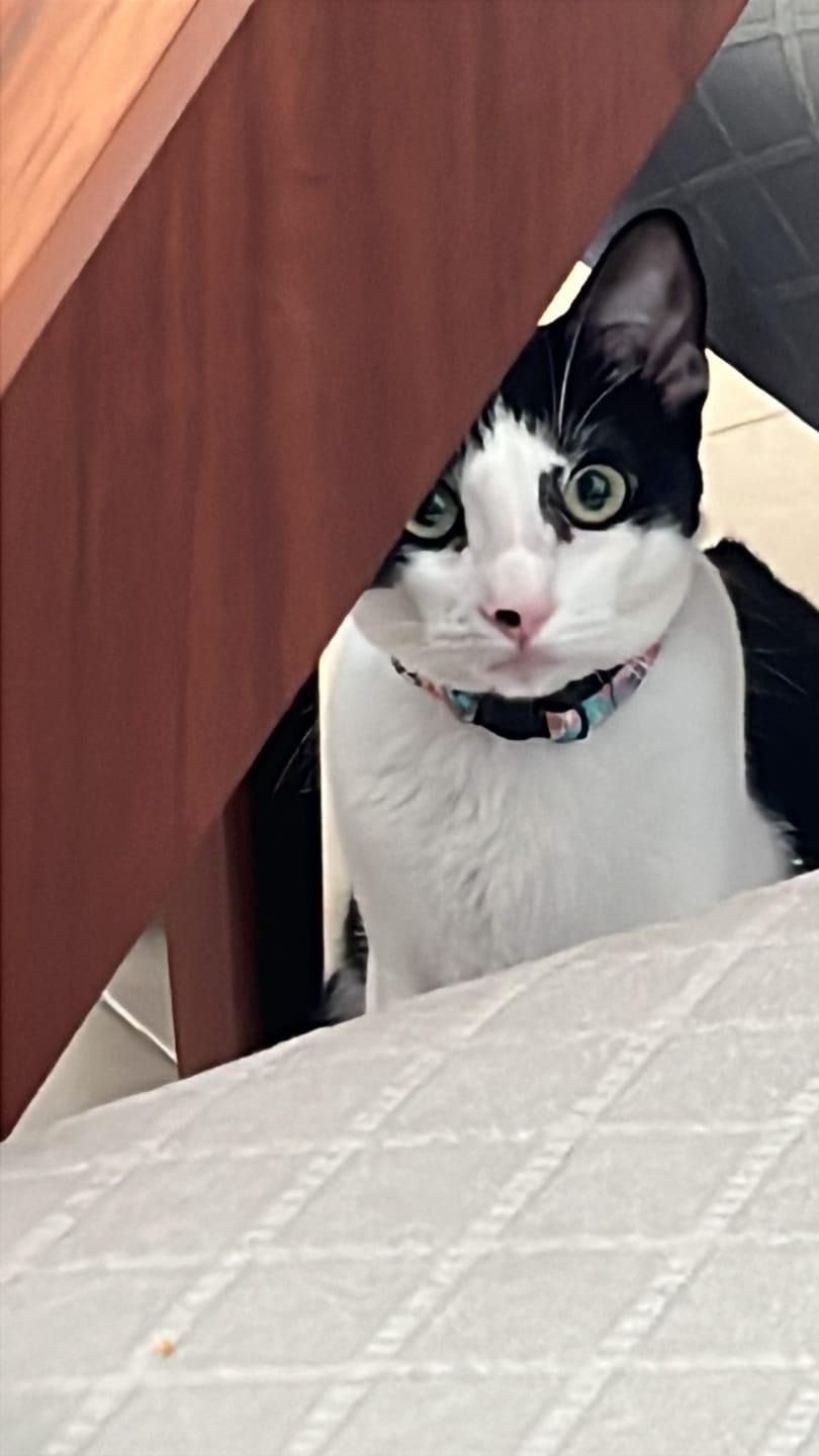 Customer photo review of Collar personalizado: Lienzo