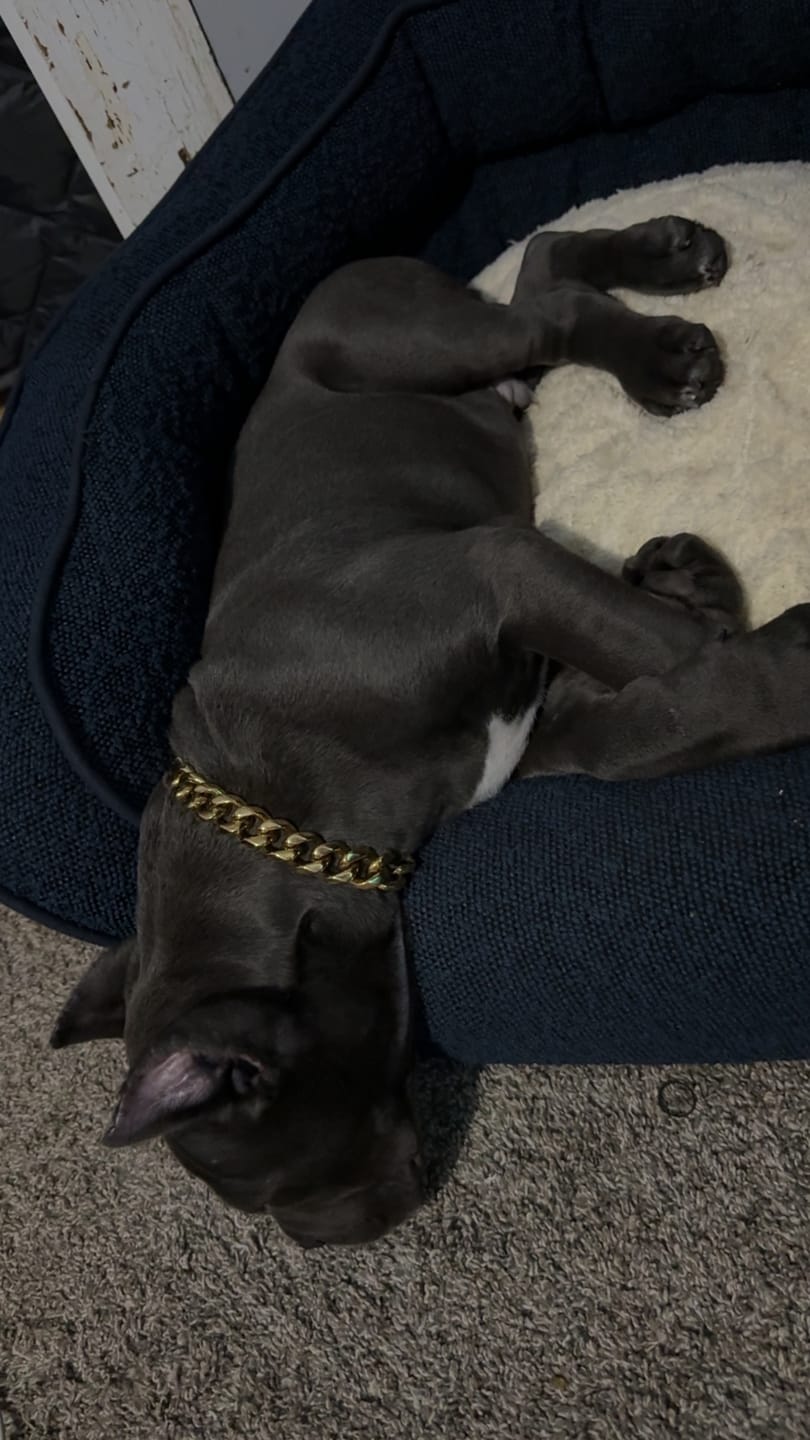 Customer photo review of Gold Chain Dog Collar 20mm