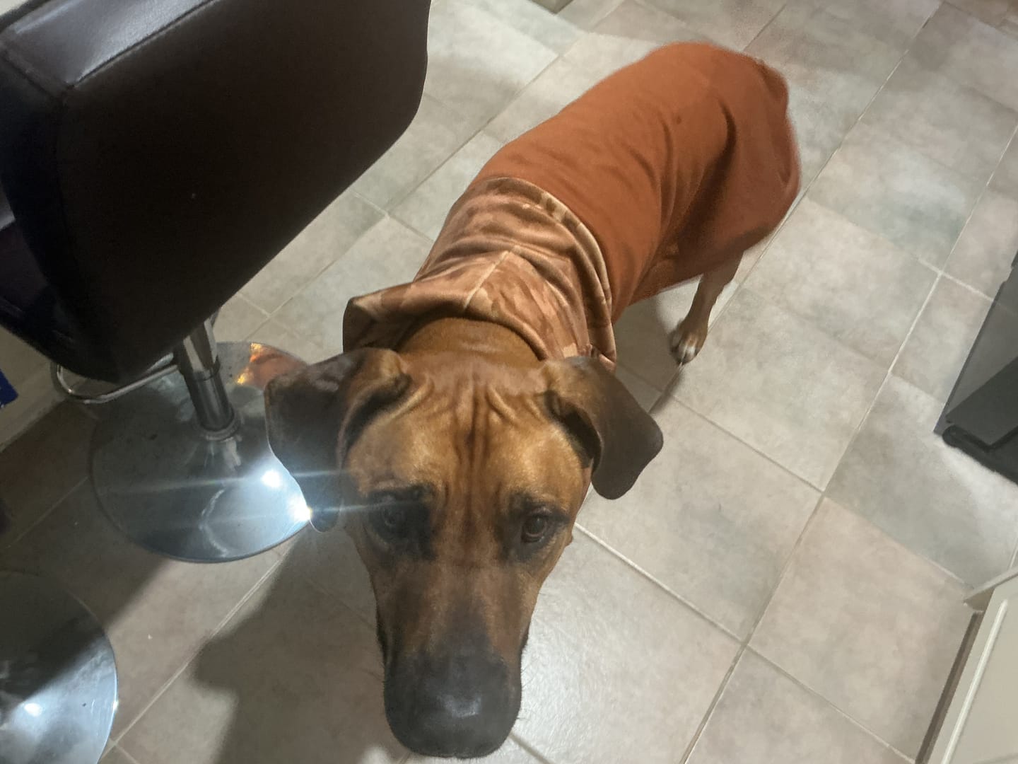 Customer photo review of Camo Dog Hoodies