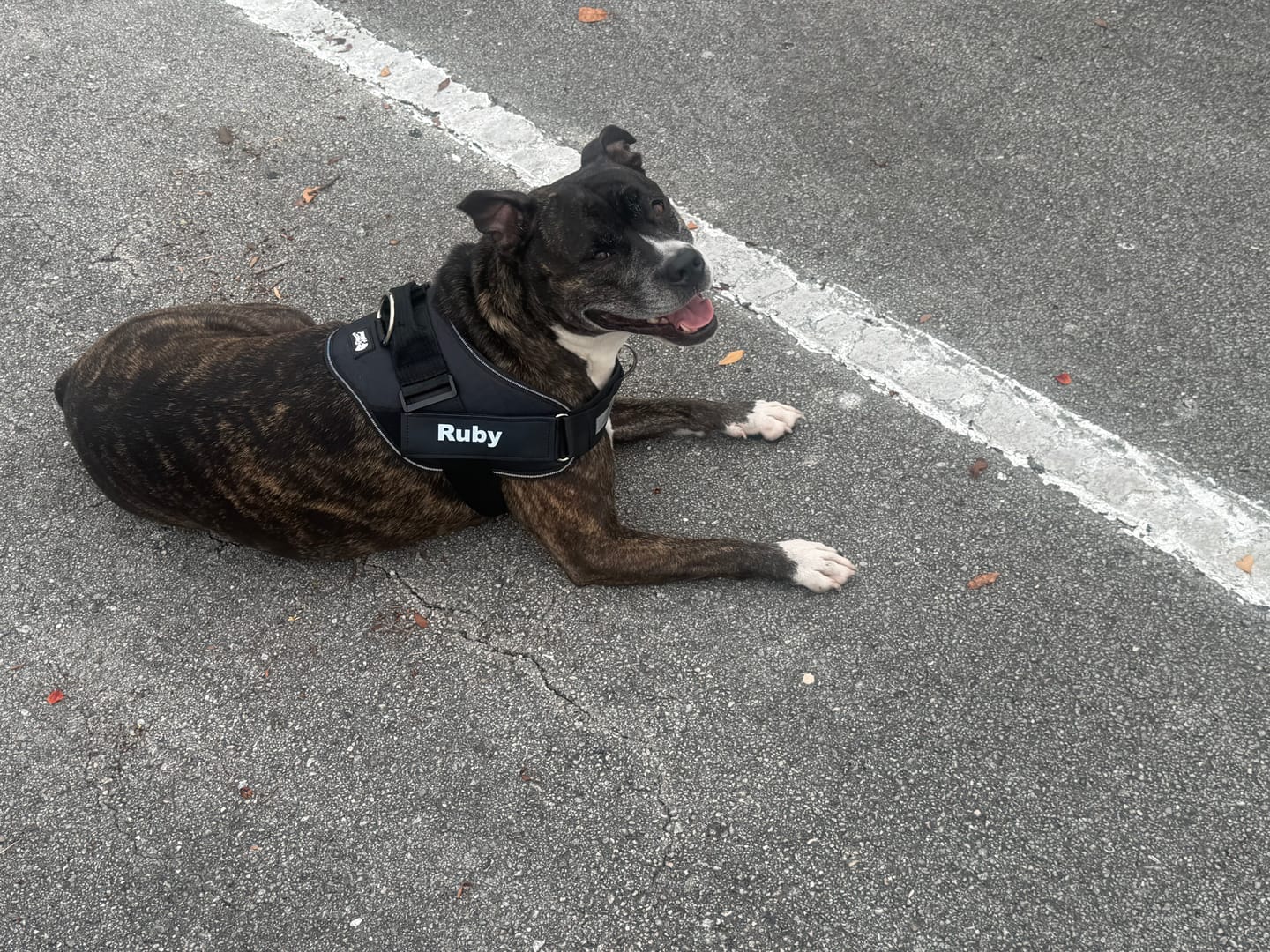 Customer photo review of Dogshood ™ No Pull Harness
