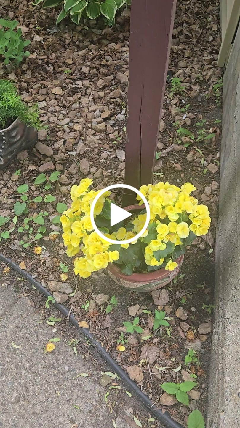 Customer video review of Bloom Juice Award-Winning Formula