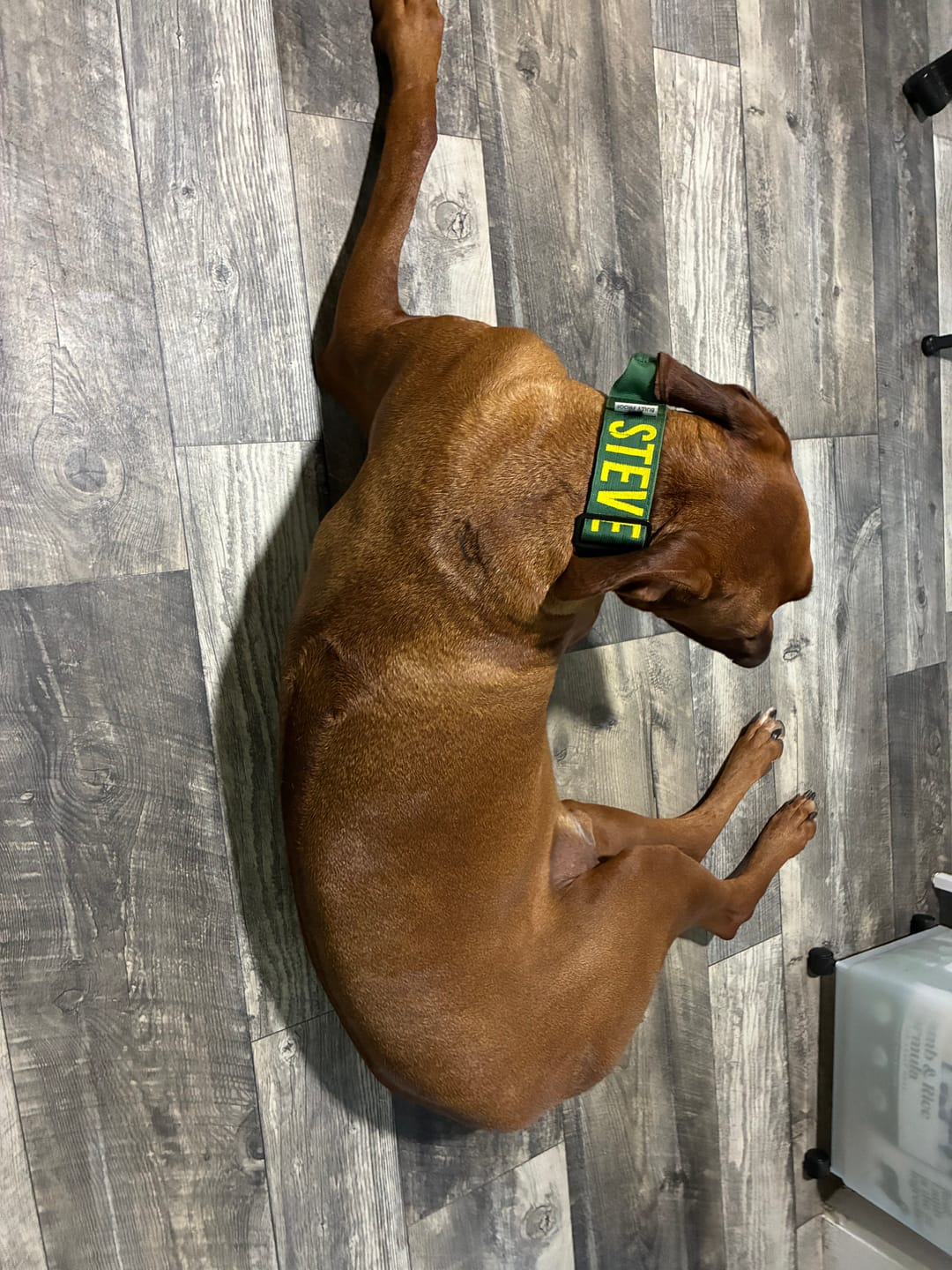Customer photo review of Green Bully Proof Collar