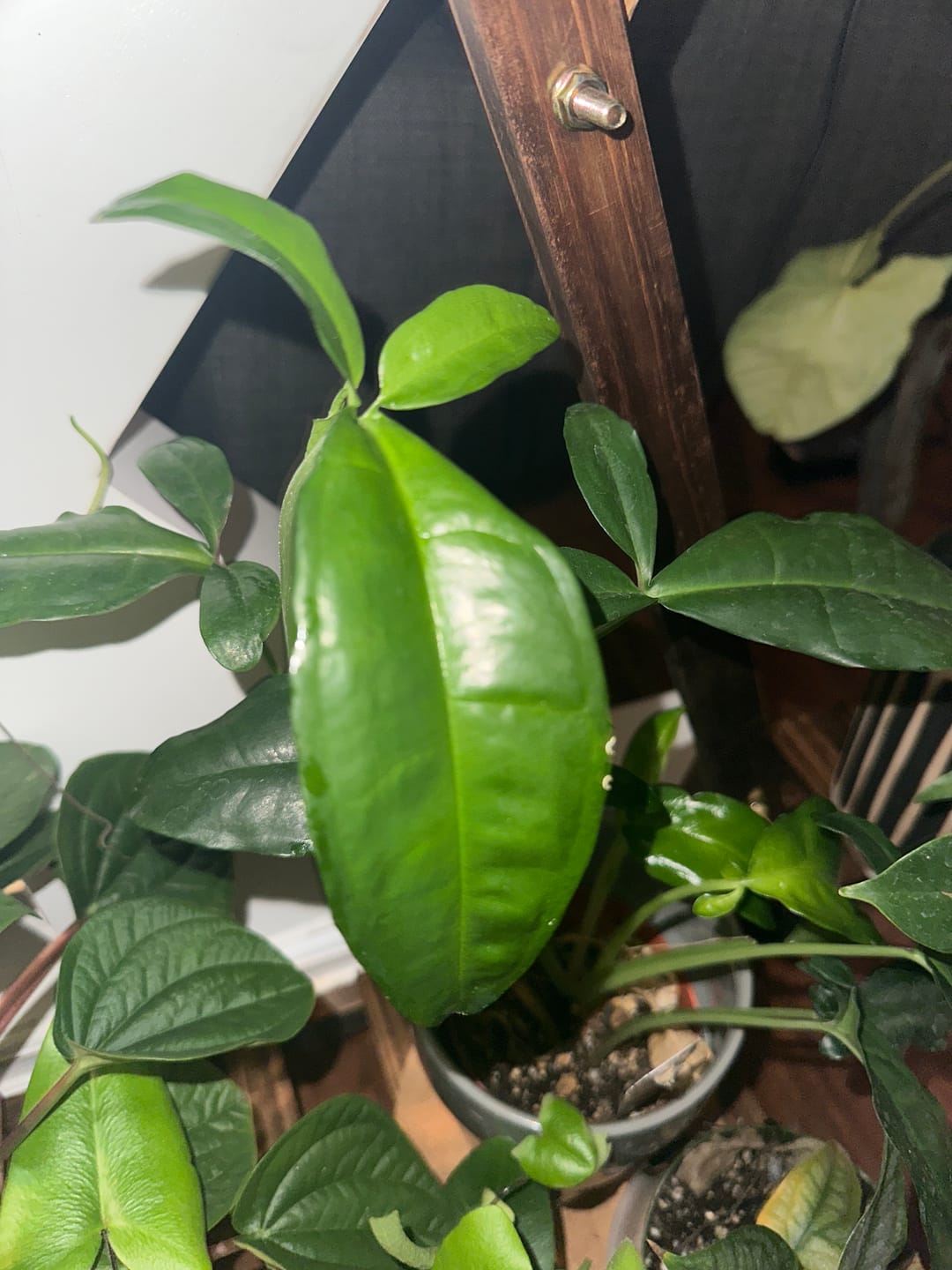 Customer photo review of Syngonium auritum