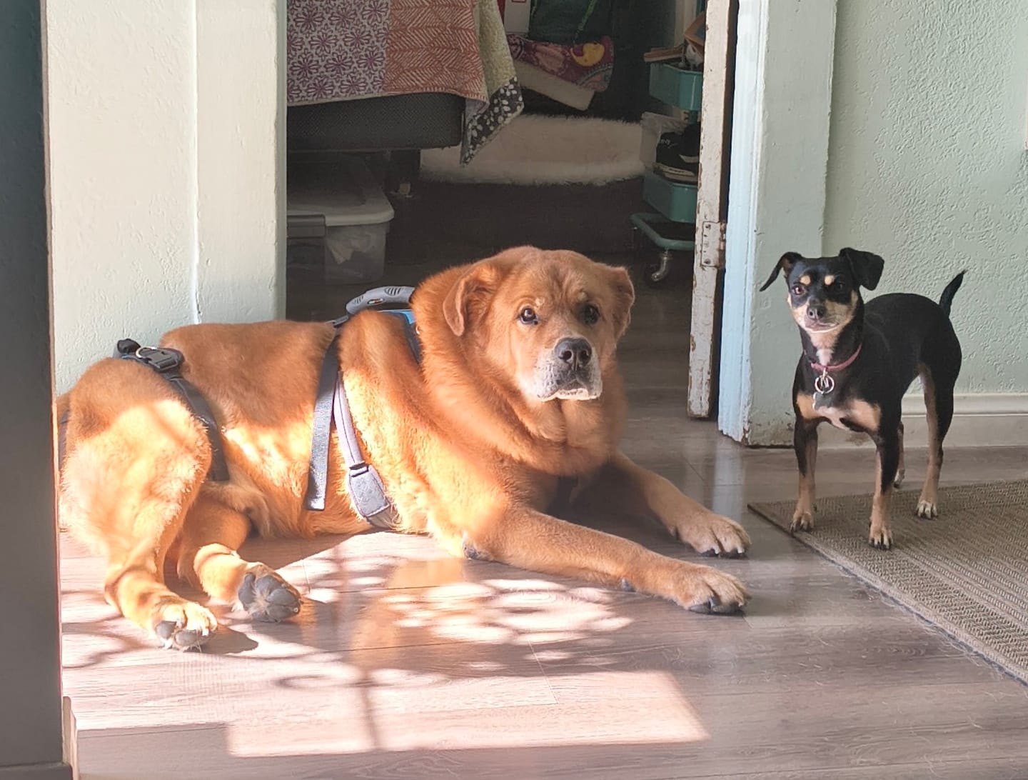 Customer photo review of Organic Coconut Pet CBD Oil (Multiple Sizes)