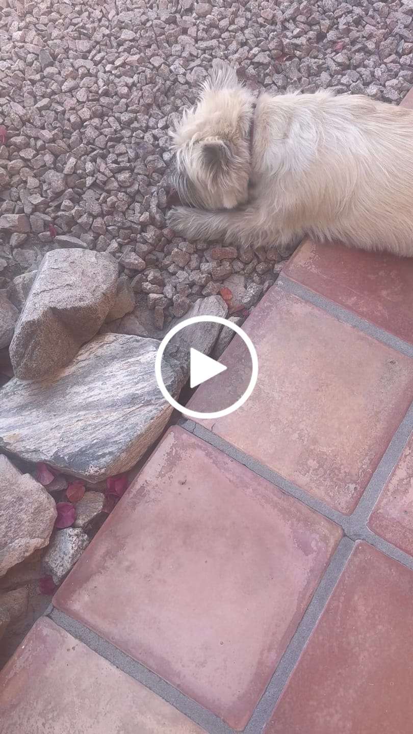 Customer video review of Smoked Beef Marrow Bone