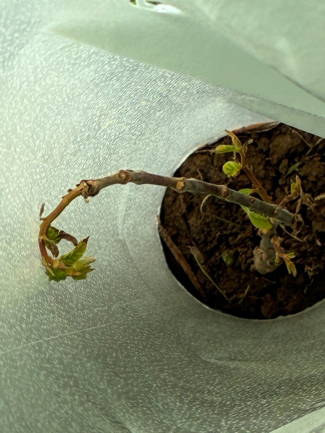 Customer photo review of Late Drop Hybrid Chestnut