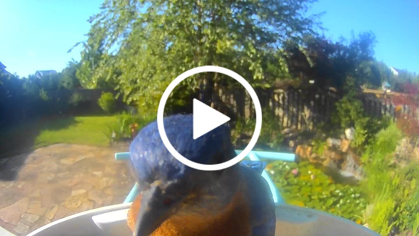 Customer video review of Birdfy Feeder - Smart Bird Feeder with Camera Standard Kit