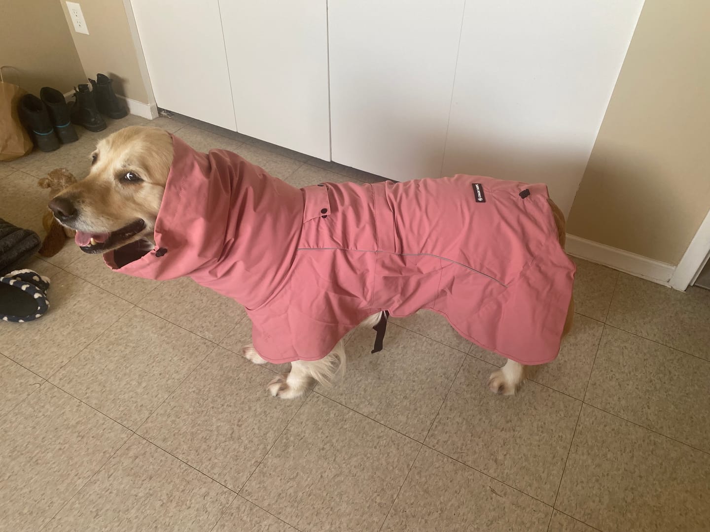 Customer photo review of Breatheshield™ Dog Raincoats