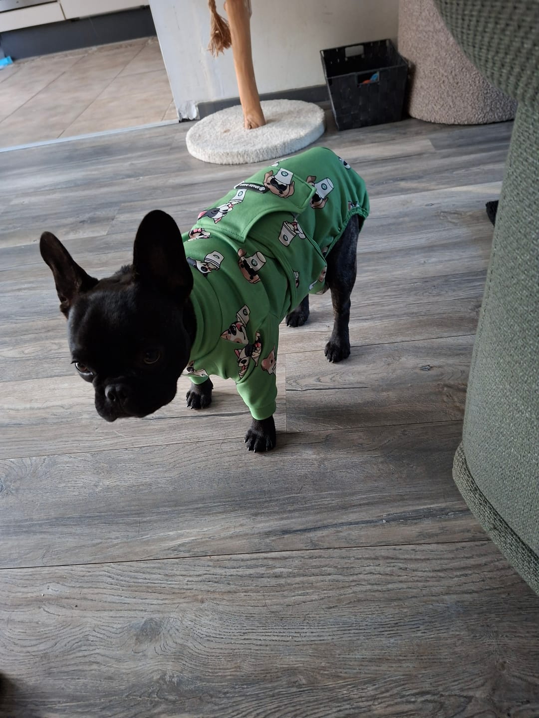 Customer photo review of Dog Surgical Suit - Pup Cup
