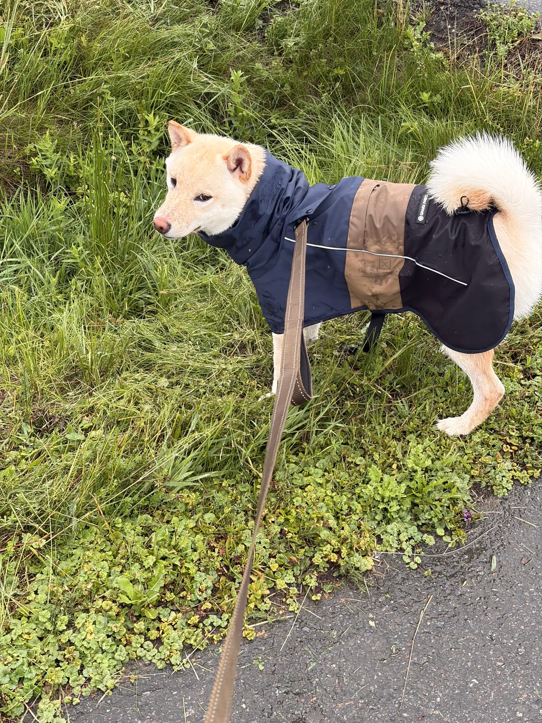 Customer photo review of Breatheshield™ Dog Raincoat - Blue Gold Black