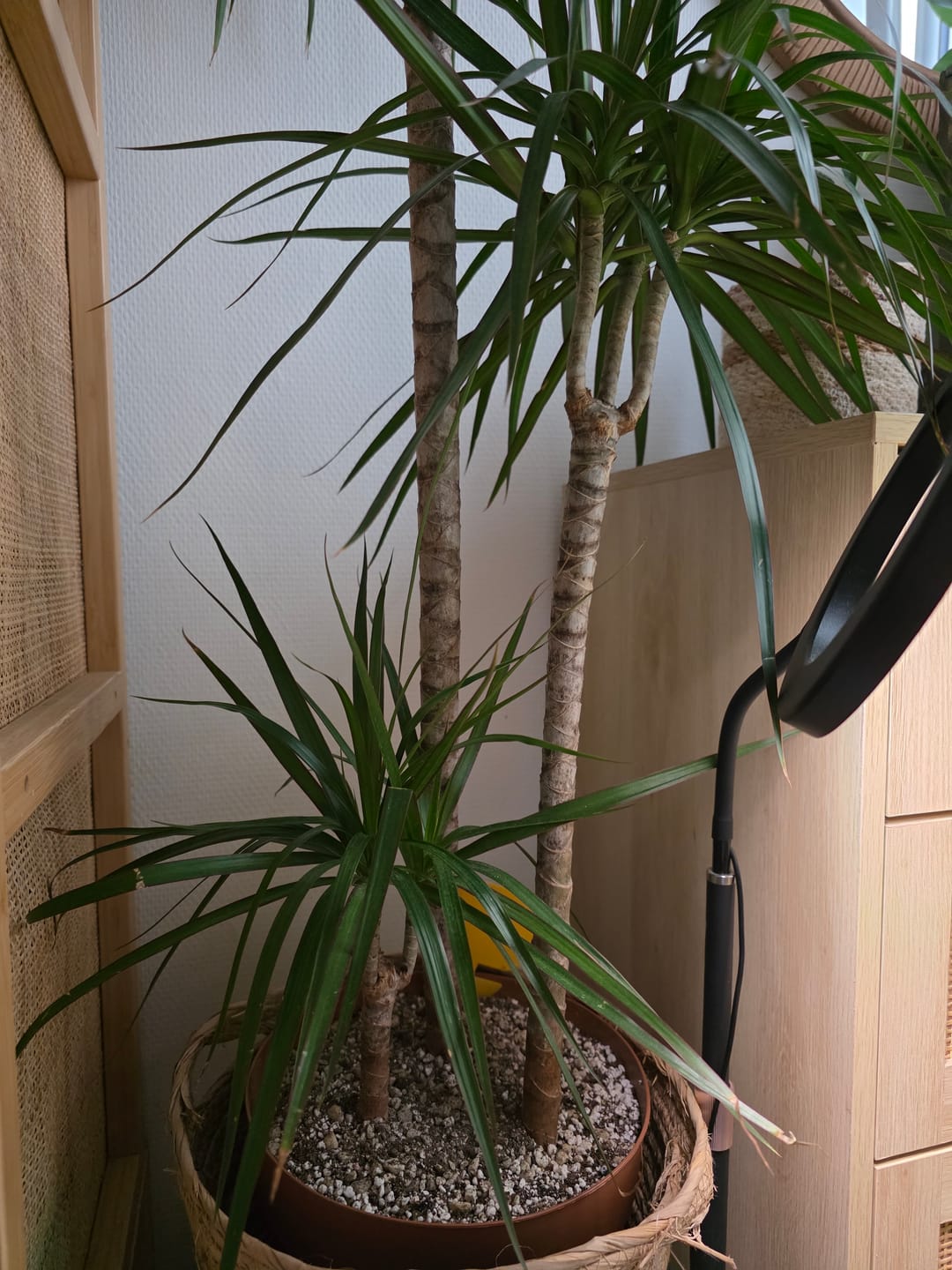 Customer photo review of Cacti & Succulent Mix