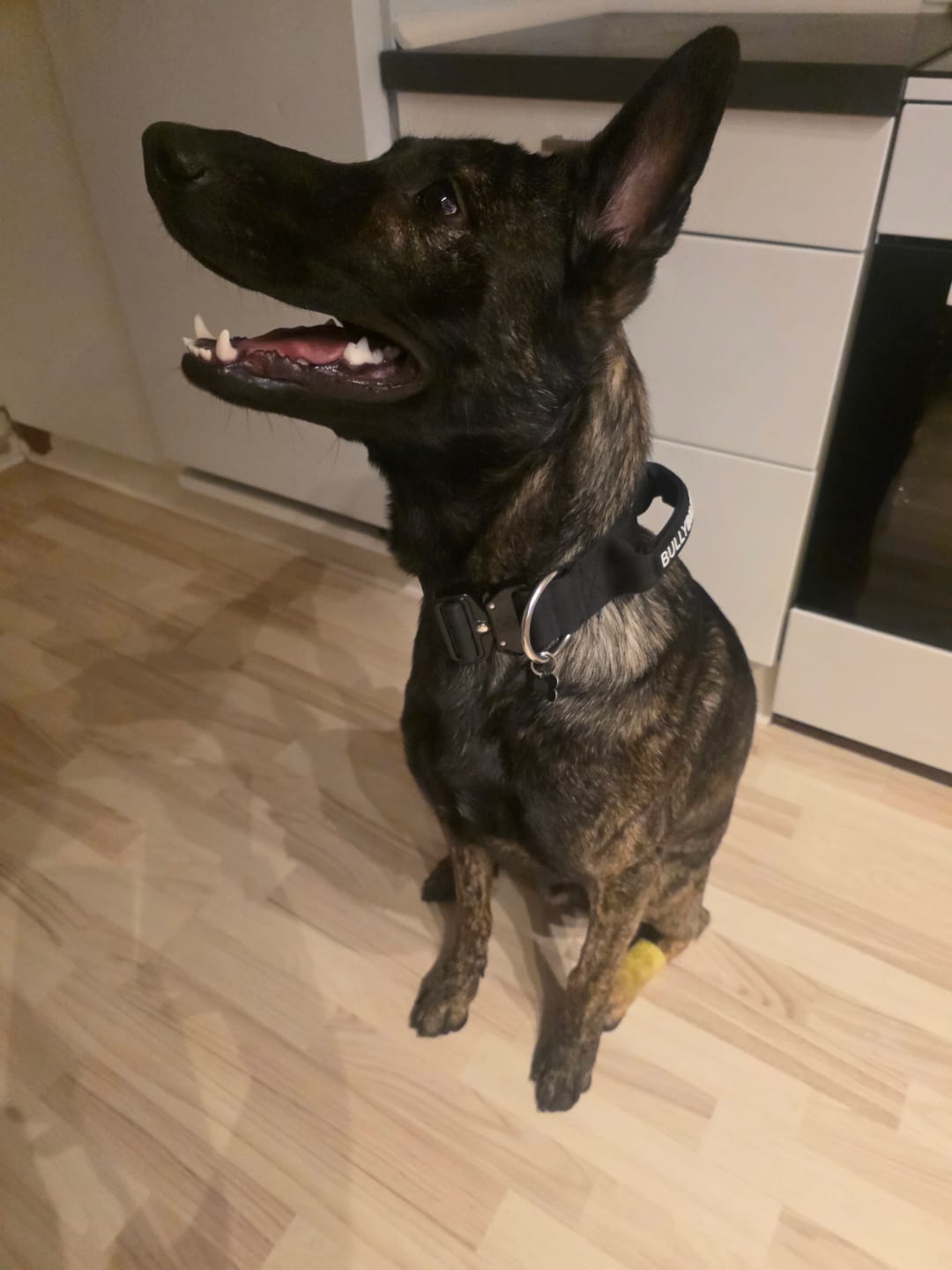 Customer photo review of 5cm Combat® Collar | With Handle & Secure Clip - Black