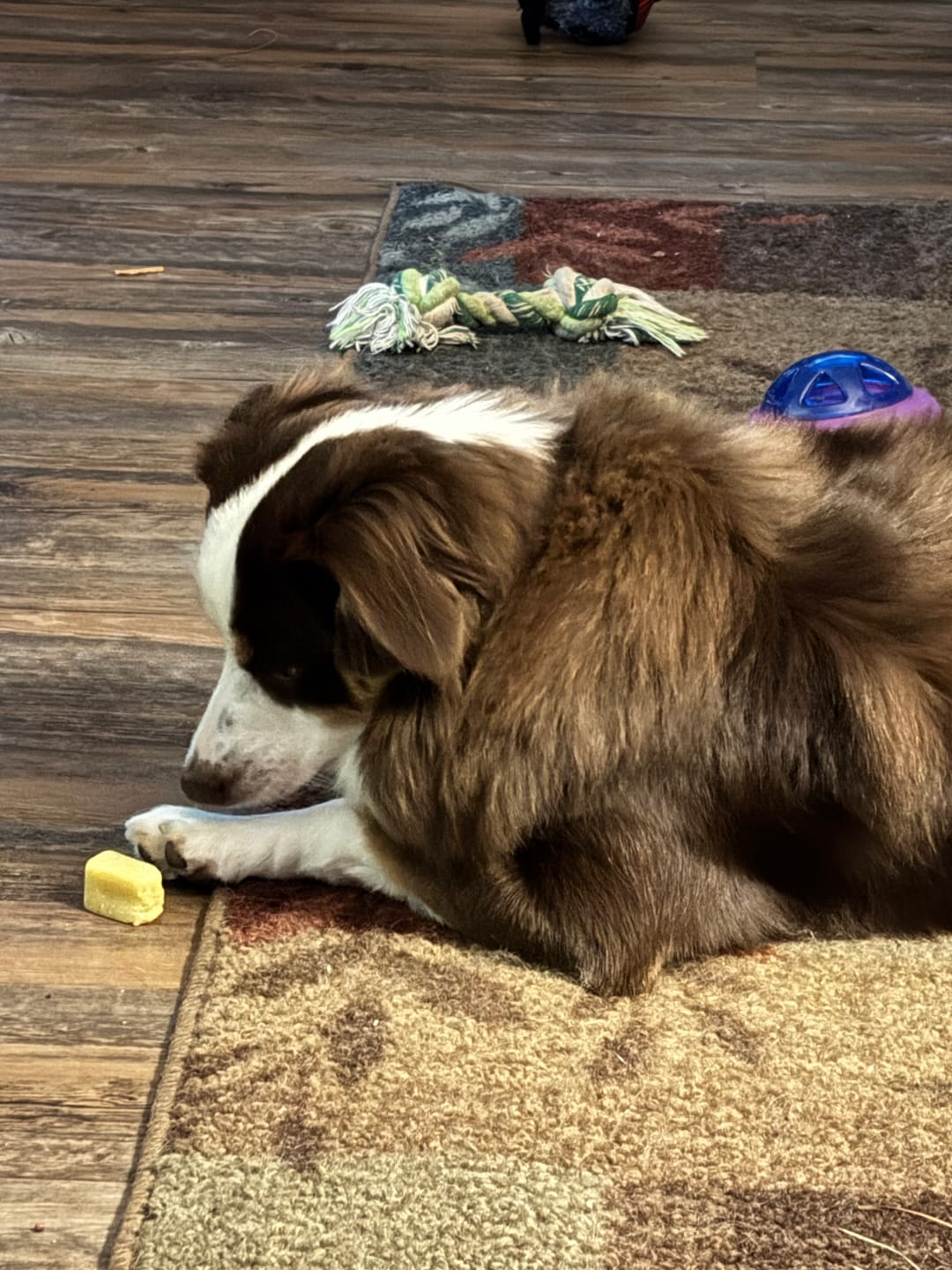 Customer photo review of Long-Lasting Yak Chews — 4 Flavor Pack