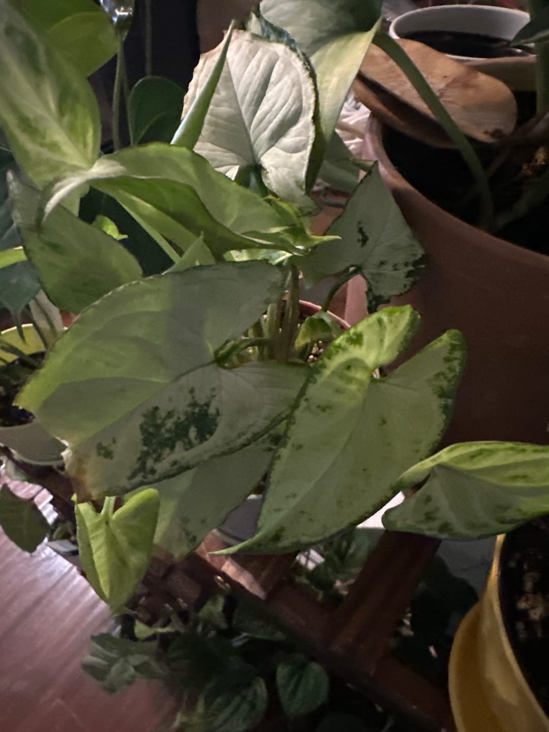 Customer photo review of Syngonium podophyllum 'Holly M'