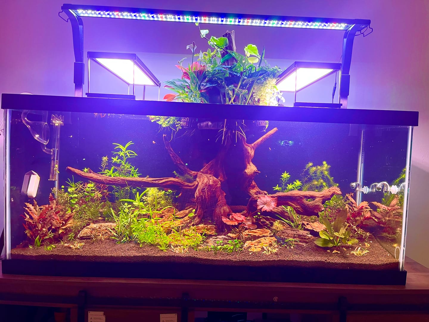 Customer photo review of Chihiros WRGB II Pro LED Light
