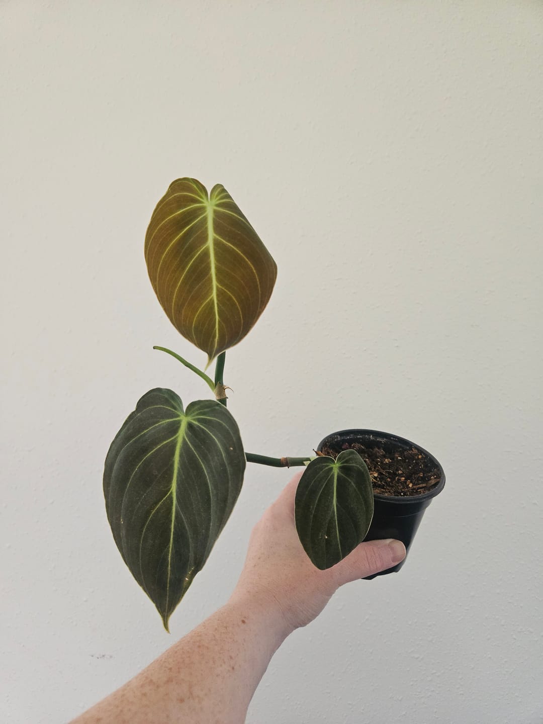 Customer photo review of Plant Food