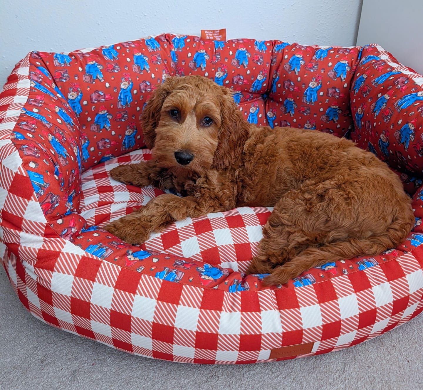 Customer photo review of Dog Bed - Paddington™