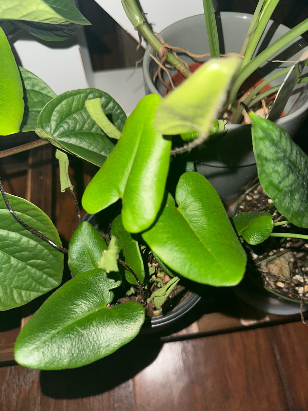 Customer photo review of Fern Hemionitis arifolia "Heart"