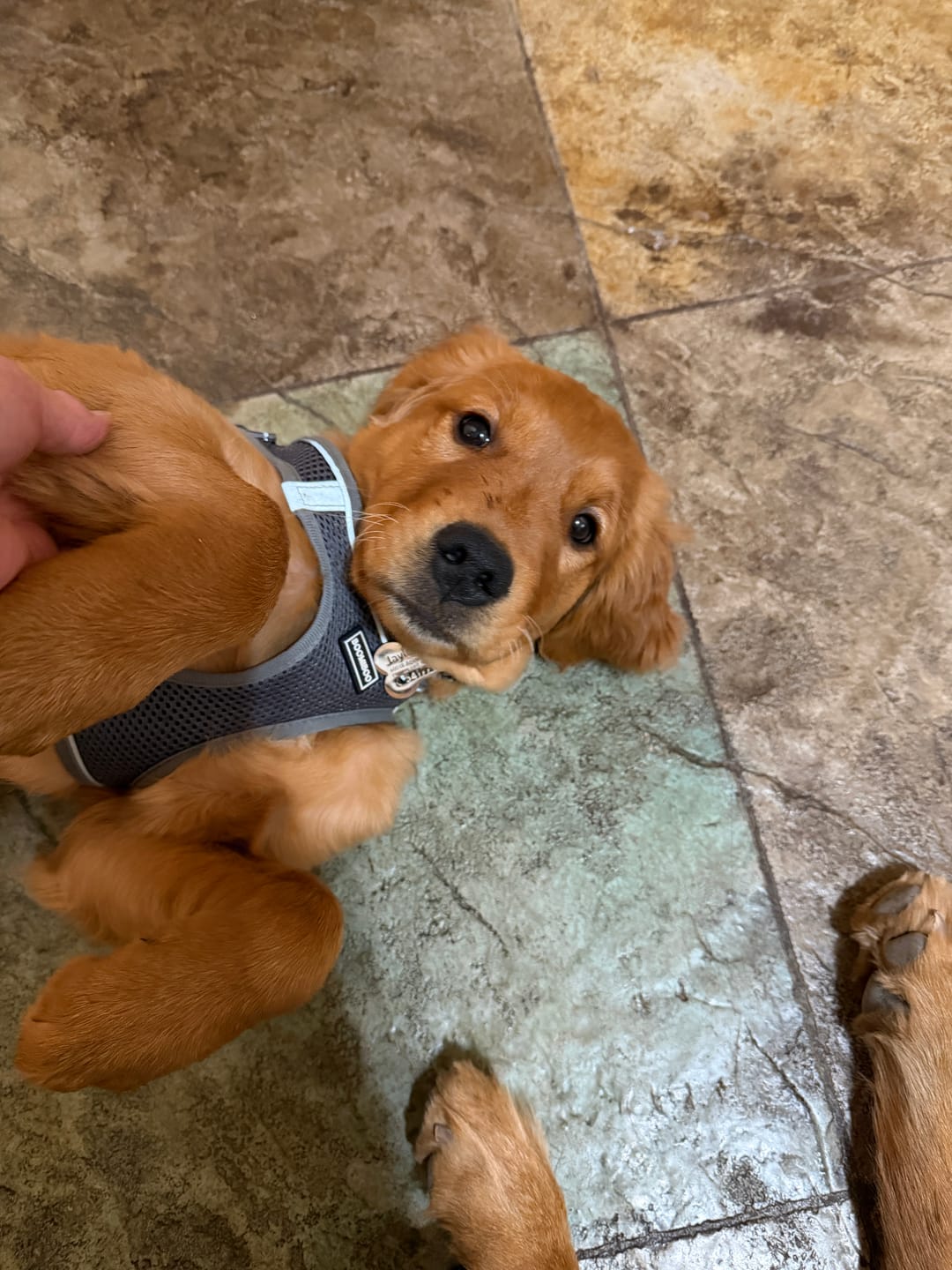 Customer photo review of Bone Dog Tag
