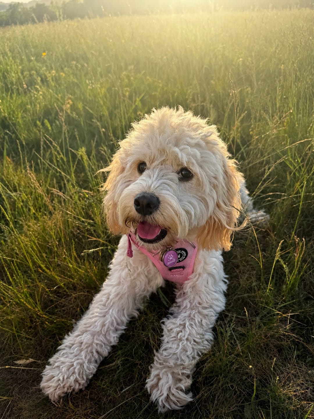 Customer photo review of Poo Bag Holder - Bubblegum Pink Tweed