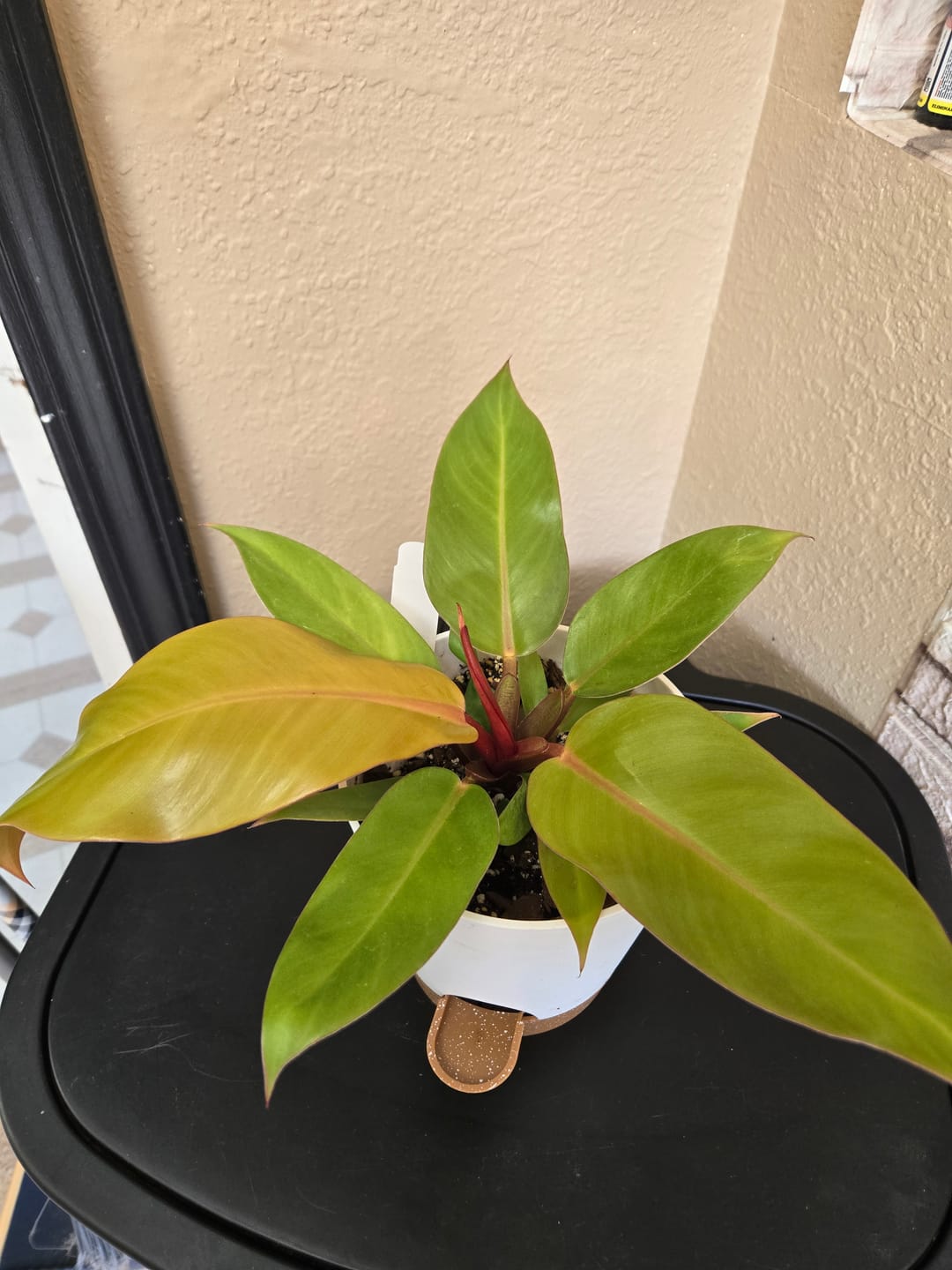 Customer photo review of Philodendron 'Prince of Orange'