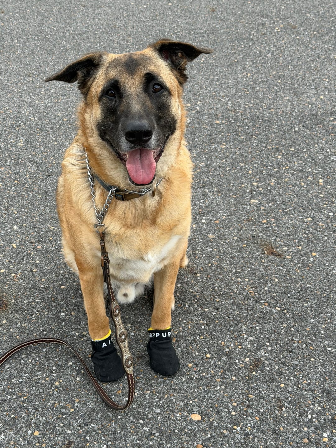 Customer photo review of AIR PUP SPRINTERS - SET OF 4