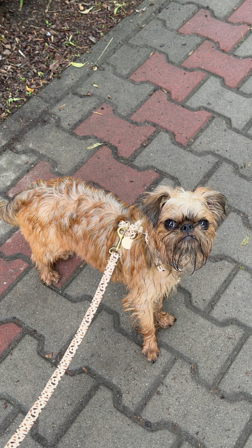 Customer photo review of Smycz przepinana "Beige Terrazzo" - złote okucia