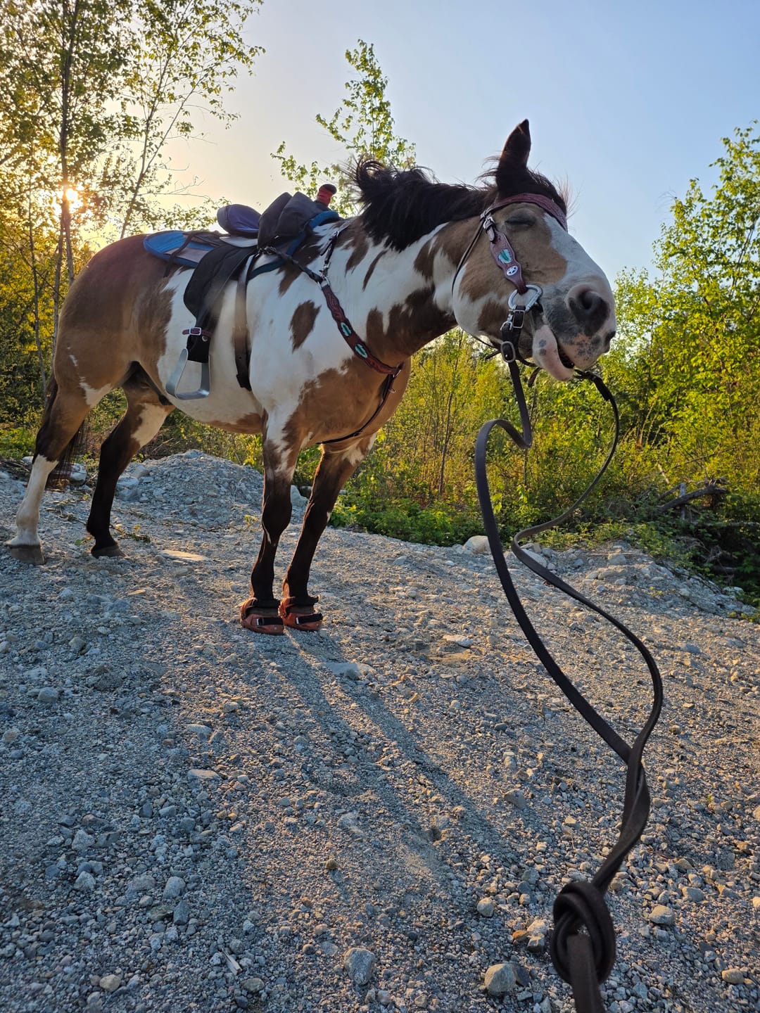 Customer photo review of Renegade® Viper Shield™ Hoof Boot Seconds - Arizona Copper