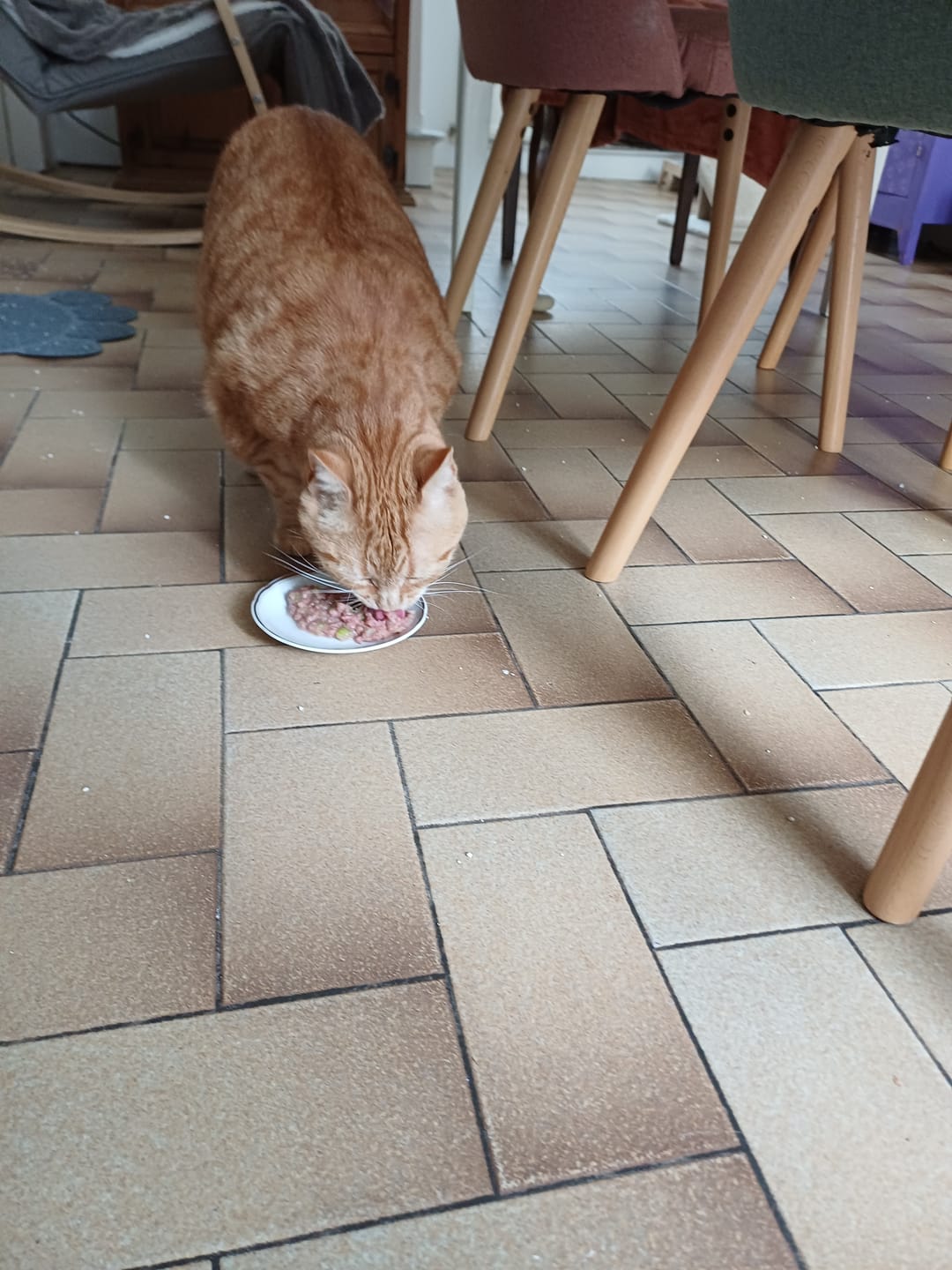 Customer photo review of Pâtées riches en volaille & aux courgettes (Chat stérilisé et Chat adulte)