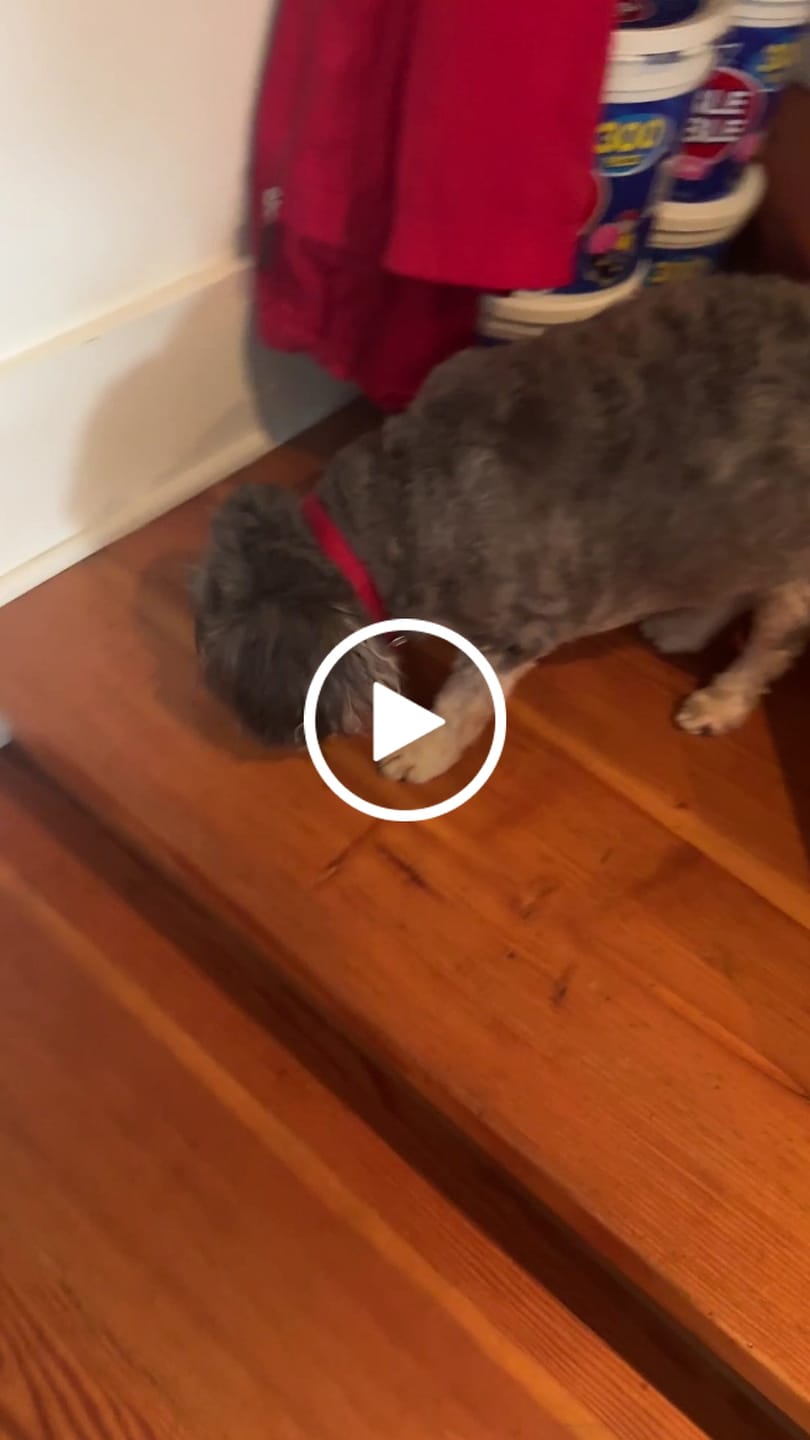 Customer video review of Beef Cheek Sticks
