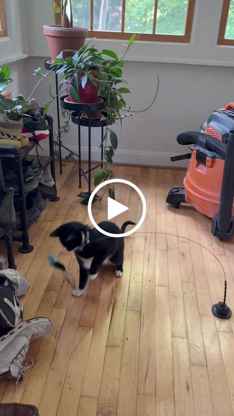 Customer video review of Interactive Bird Simulation Cat Toy Set