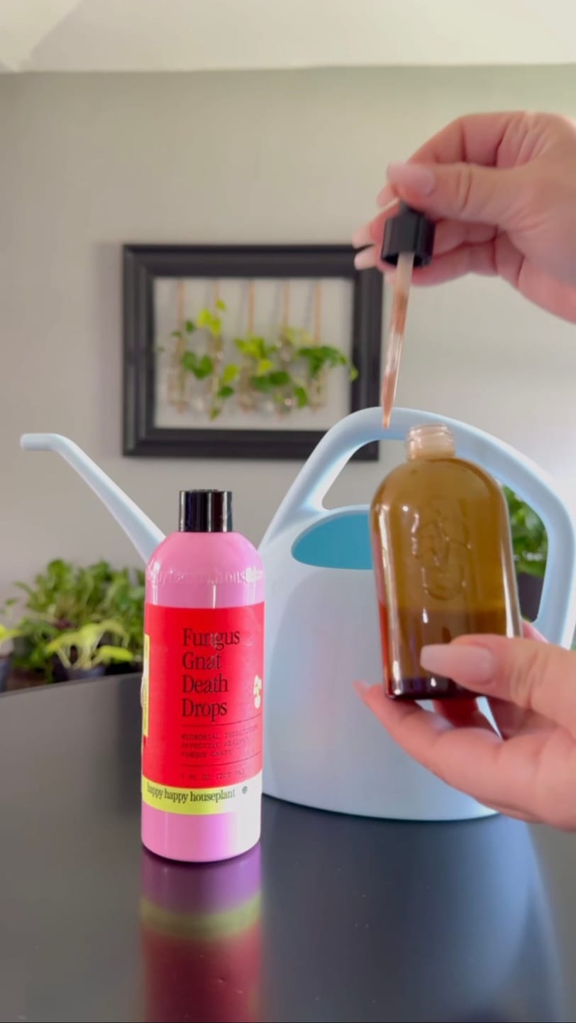 Customer photo review of Fungus Gnat Death Drops