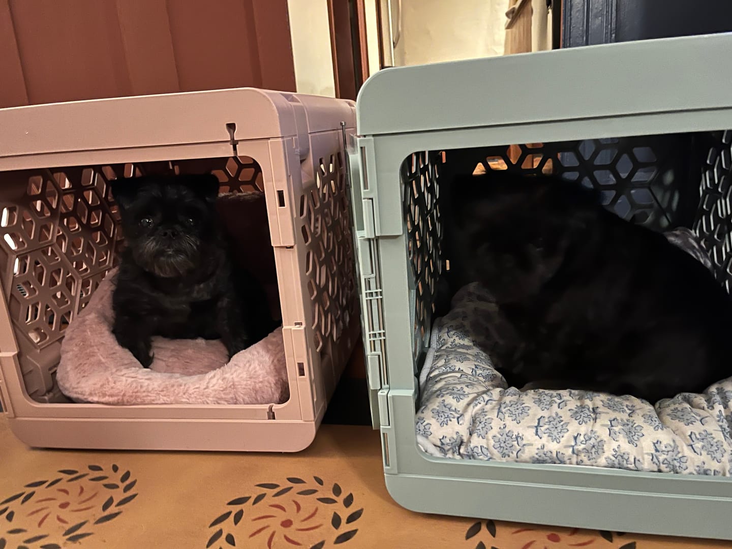 Customer photo review of Calming Lounger Dog Bed