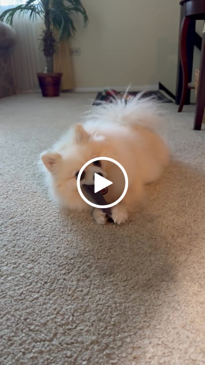 Customer video review of Blueberry Yak Chews